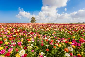  Kibbutz fields of flowering garden buttercups - ranunculus. Spring flowering. Lush cumulus clouds fly over the fields. Concept of ecological and rural tourism
