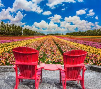 The concept of eco-tourism. Rustic vacation. Convenient, comfortable red chairs in the meadow with flowers