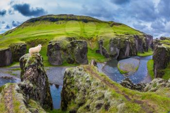 White sheep grazing on the cliff. The Icelandic Tundra in July. Bizarre shape of cliffs surround the stream with glacial water