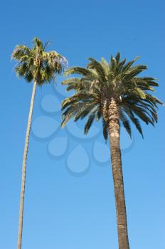 Royalty Free Photo of Palm Trees and a Clear Blue Sky
