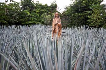 Virgin Mary in agave field