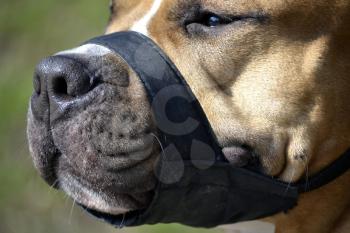 Close up of a dog muzzled