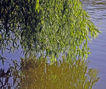 Willow reflected in water