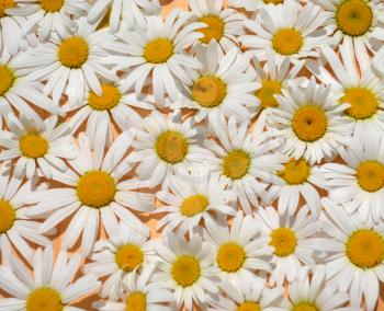 Bunch of daisy flowers as a background