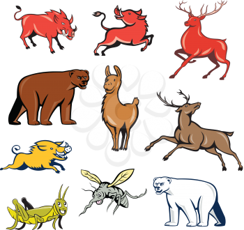 Set or collection of cartoon character mascot style illustration of wildilfe animals like wild boar, razorback, red deer, reindeer, llama, alpaca, bear, polar bear, grasshopper and mosquito on isolated white background.