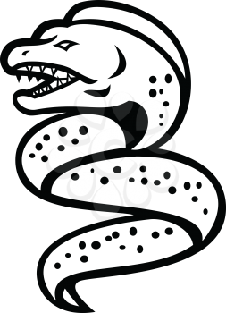 Mascot icon illustration of an angry moray eel or muraenidae with pharyngeal jaw going up viewed from side on isolated background in retro black and white style.