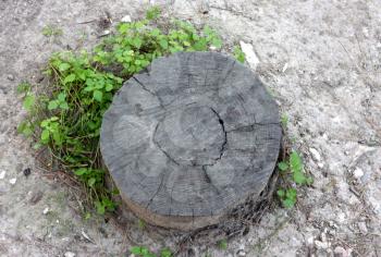 Royalty Free Photo of a Stump and Leaves