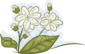 Illustration of a Bunch of Jasmine Flowers in Full and Mid Bloom