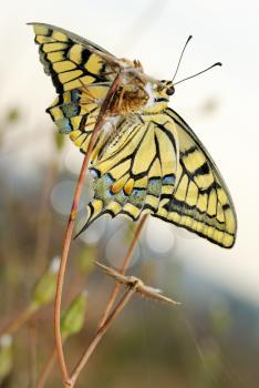 Royalty Free Photo of a Swallowtail Butterfly With a Damaged Wing