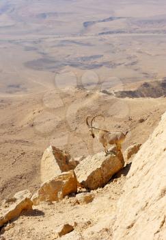 Royalty Free Photo of a Mountain Goat at Makhtesh Ramon, a Unique Crater in Israel