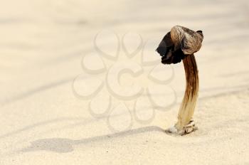 Royalty Free Photo of a Mushroom in the Sand