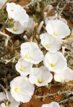 Royalty Free Photo of White Flowers of Bindweed Growing on the Sand in Israel