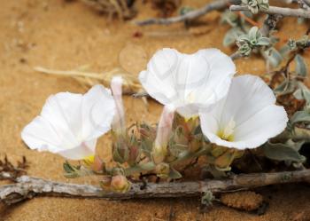 Royalty Free Photo of White Bindweed Flowers Growing in the Sand in Israel
