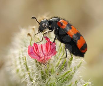 Royalty Free Photo of an Orange and Black Blister Beetle on a Flower