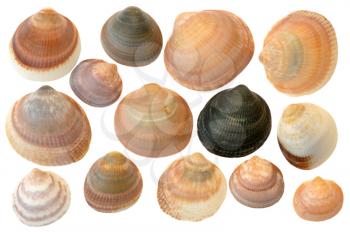 Different sea shells on a white background