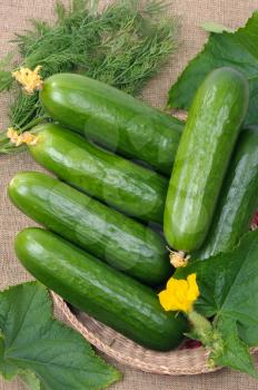 Royalty Free Photo of Cucumbers and Dill