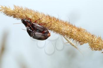 Royalty Free Photo of Two Beetles Pterostichus Mating