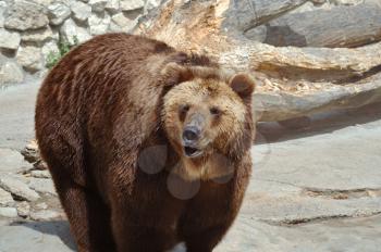 Royalty Free Photo of a Grizzly Bear