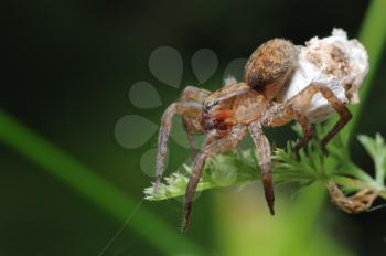 Royalty Free Photo of a Large Spider With a Cocoon