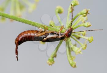 Royalty Free Photo of an Earwig on a Flower
