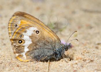 Royalty Free Photo of a Small Meadow Brown Butterfly in the Sand