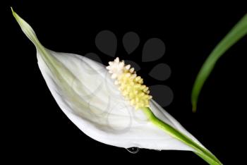 Royalty Free Photo of a Lilly Against Black