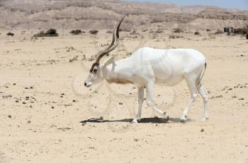 Screwhorn antelope in the reserve Hai-Bar Yotvata in southern Israel.
