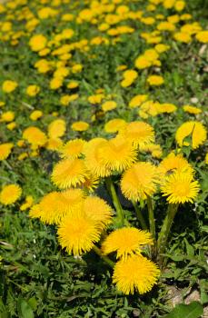 The bright yellow flowers of dandelions on a spring meadow