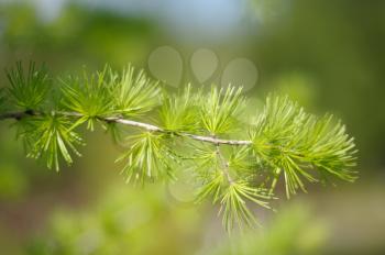 Young needles on a branch of a small tree larch, soft-focus.