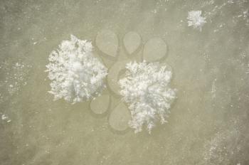 Large crystals of frost on grass stems in late winter