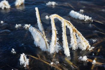 Large crystals of frost on grass stems in late winter