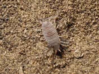 Closeup of the nature of Israel - woodlice on the sand