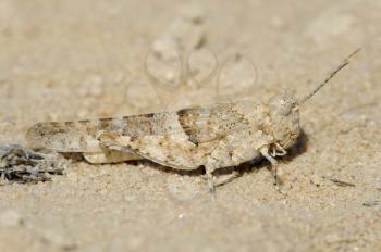 Closeup of the nature of Israel - grasshopper  on the sand