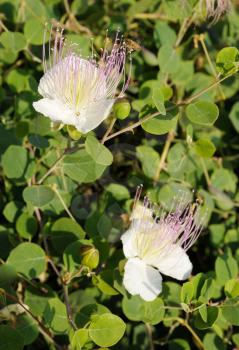 Capparis spinosa, best known for the edible flower buds (capers)