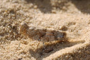 Closeup of the nature of Israel - grasshopper  on the sand