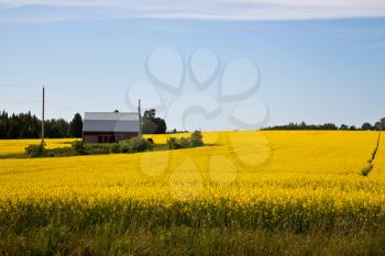 Royalty Free Photo of a Rape Field