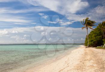 Lonely Palm Tree on tropical island sandy beach, resort waterfront beach landscape view, Cuba vacation, Cayo Guillermo 