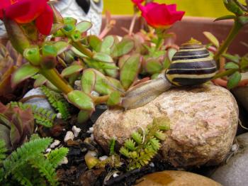 Freshwater garden snail slug slowly crawls on the rock closeup
