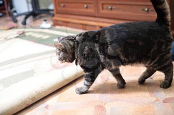 cat resting on the floor