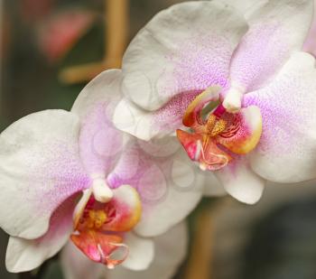 macro of orchid in bloom