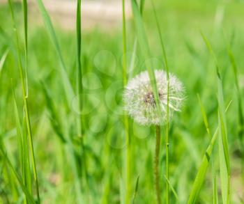 dandellion flower in grass