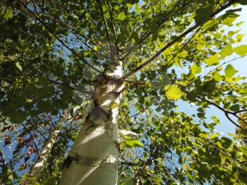 Birch tree from below view. Upward view at green canopy with sunlight