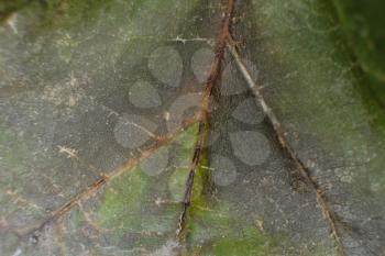 Wilting leaf macro. Browning leaf with pattern on veins