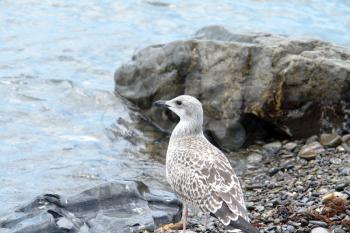 Royalty Free Photo of a Seagull