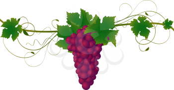 Royalty Free Clipart Image of a Grape Vine