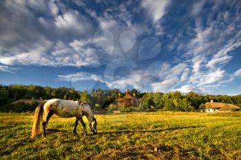 Royalty Free Photo of a Horse Grazing in a Field