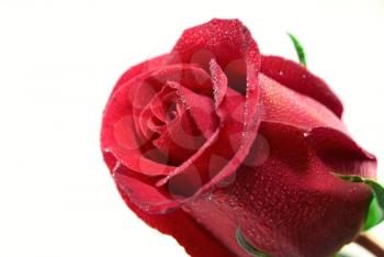 Royalty Free Photo of a Red Rose