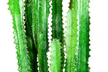 Royalty Free Photo of a Cactus