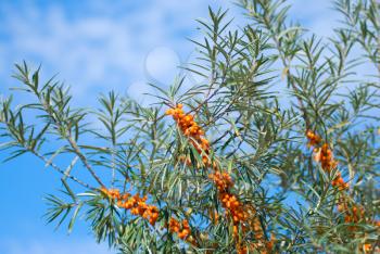 Royalty Free Photo of Branches of Sea-buckthorn With Berries