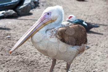 Photo of great white pelican closeup - Pelecanus onocrotalus